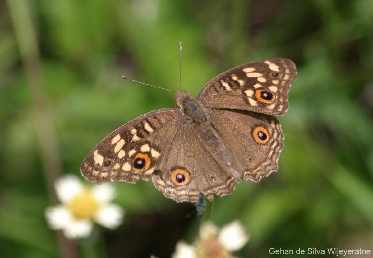 Junonia lemonias Linnaeus, 1758